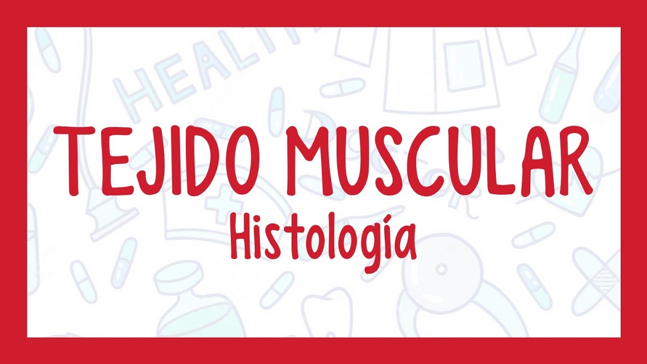TEJIDO MUSCULAR | ¡Fácil explicación! (Histología)