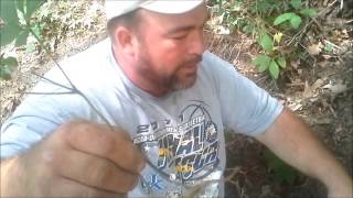 Wild Simulated 2 - 5 years of age