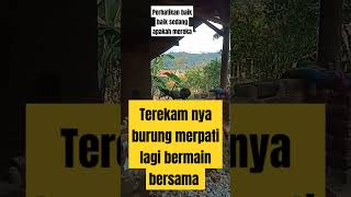Download lagu terekam nya burung merpati #shorts #video #viral #burung mp3