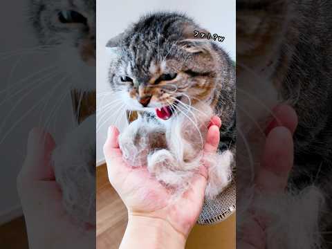 推し活ブラッシングをしたら謎のシャーが出たので原因を解明して欲しいでごわす🤣🤣🤣 #猫