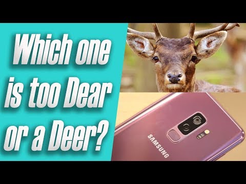 Dear Vs Deer | Do you know which to use?