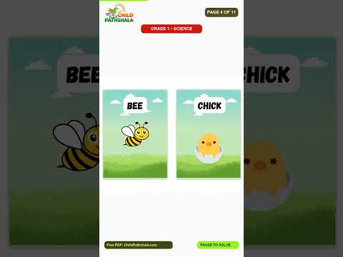 Grade 1 Farm Animals