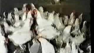 S. S.: Olivia&#39;s Grandmother/Which Came First Chicken or Egg?