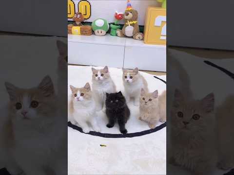 He Got a Cute Cat From His Best Friend
