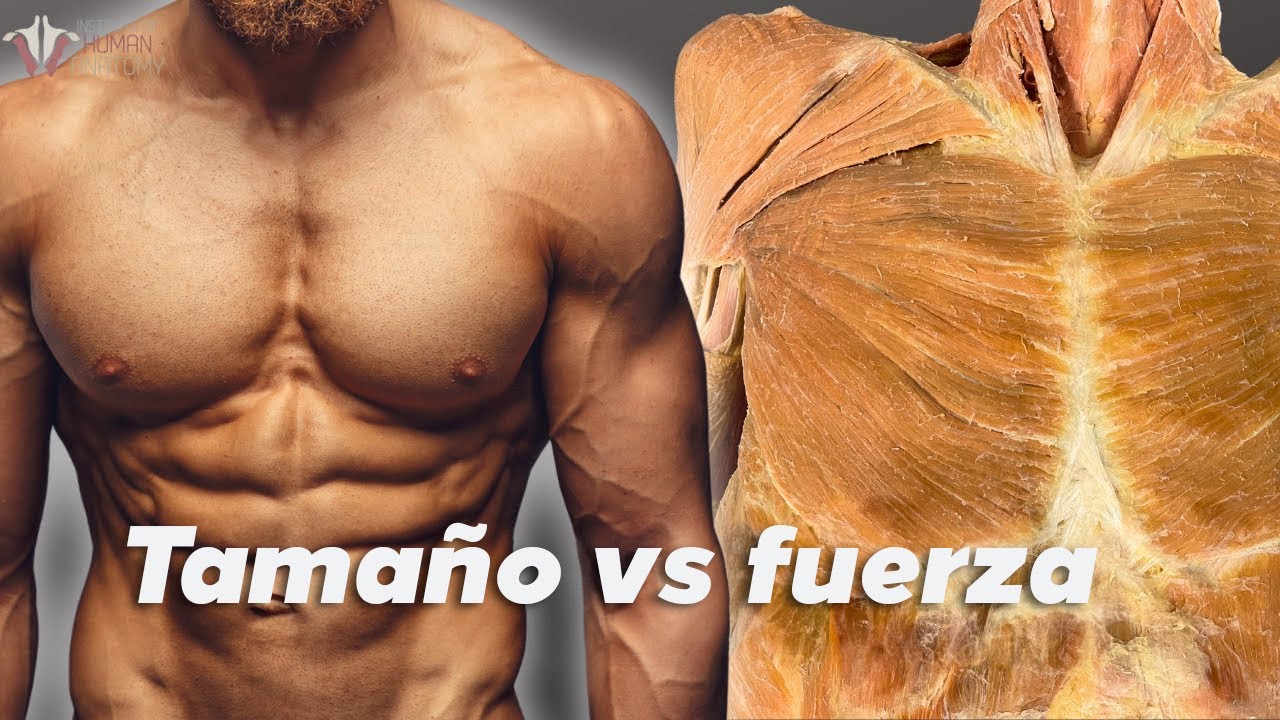Fuerza vs hipertrofia: la ciencia de como incrementa tu musculatura