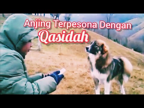 Qadkafani  | Tetiba Anjing Gunung Romania Datang Dengar Qasidah