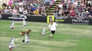 3 Awesome Dog Sports