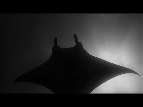 Marquesas diving short