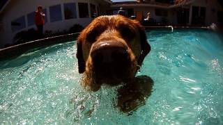 GoProHD Slow Motion - Aqua Dogs