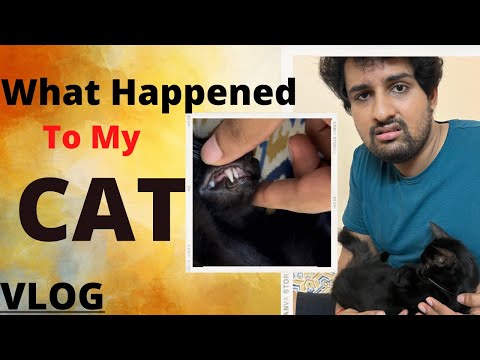 My Cat Is Sick??😞 | Tulu Vlog | Dr Niranjan Samani