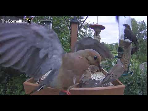Mourning Dove dances on cam perch  18 58   Video 2018 08 03 190114
