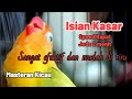LOVEBIRD SUARA KASAR Speed Rapat Jeda 2 Menit Sangat Efektif Dan Mudah Ditiru