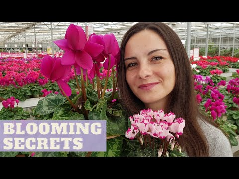How to Grow CYCLAMEN INDOORS | How To Make Cyclamen Bloom for Many Months