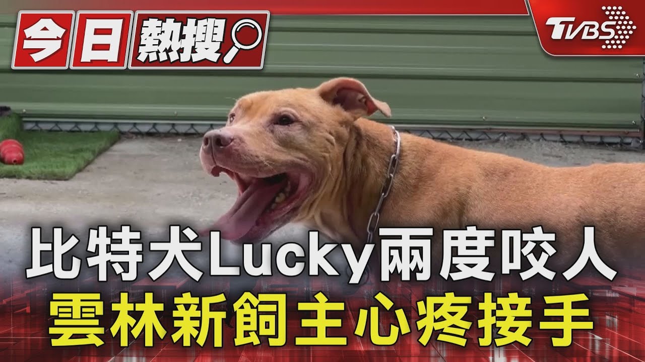 比特犬Lucky咬人風波後找到新家!新飼主砸40萬建三道門 不忍牠安樂死