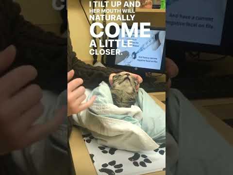 @lenaevanr: Cats are the best. #cat  #catlover #kitty