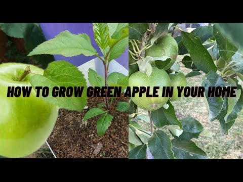 How to Grow Green Apple in your Home