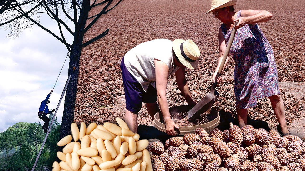 Ardillas humanas o PIÑONEROS. Recolección y extracción artesanal de piñones | 1997 | Documental