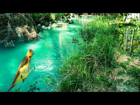 Wind Chimes Water Sounds and Bird Sounds