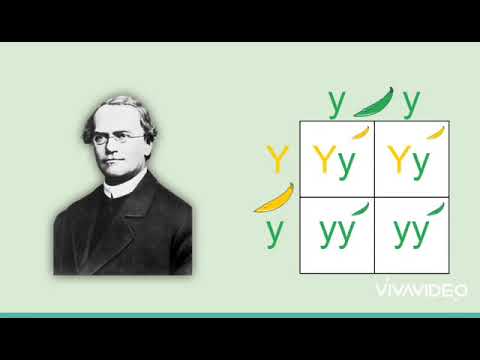 Teoria Sintética da Evolução - Neodarwinismo