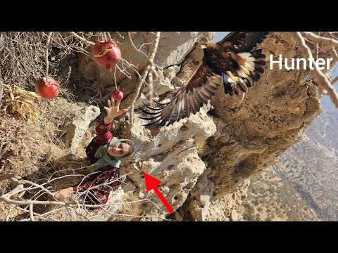 "Cobra's Adventure in the Mountains: Pure Moments of Picking Pomegranates, Lemons, 🏔️🫐