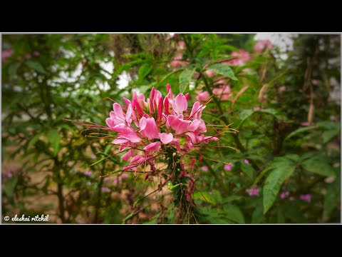 Spider Flower | Cleome spinosa
