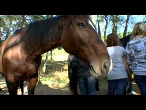 VÁCLAV VYDRA - koně na ranči