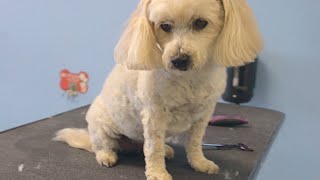 How to Shave Down a Small Breed Dog - Do-It-Yourself Dog Grooming