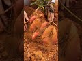 Digging Sweet Potato Is Never A Boring Thing #satisfying #shortsvideo