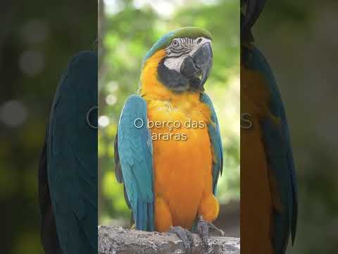 Diamond Ville : o refúgio onde a natureza permanece intocada #diamondville #formosagoias