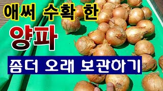 [텃밭농부. 1,218]  애써 수확 한 양파. 오래 보관 하는 방법 #양파재배