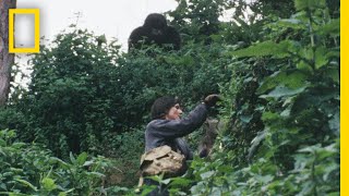 Gaining the Trust of the Gorillas | Dian Fossey: Secrets in the Mist