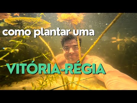 HOW TO PLANT A WATER LILY: STEP BY STEP