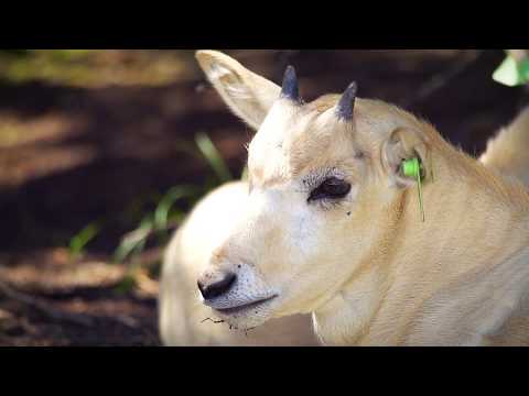Endangered Addax | Fossil Rim Wildlife Center