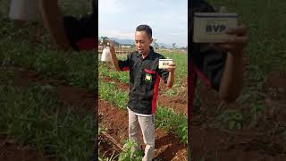 Download lagu Pemakaian Produk BVR dari Nasa buat pohon cabai mp3 Download lagu Pemakaian Produk BVR dari Nasa buat pohon cabai mp3