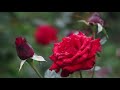 Beautiful Flowers Garden Amazing Flowers Garden