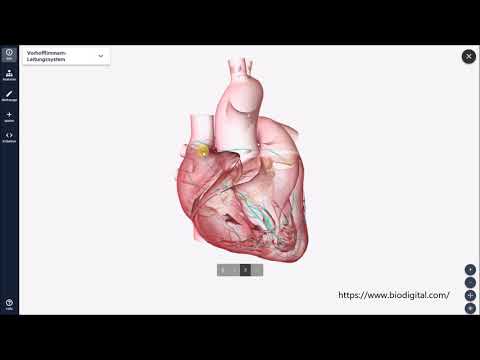 Excitation generation and conduction of the heart
