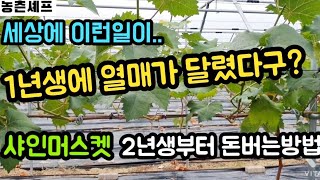 #샤인머스켓1년생재배기술 #포도가격샤인머스켓키우는방법 #노지비가림대형시설하우스