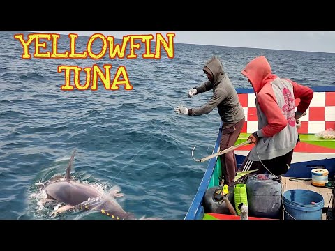 Amazing Giant Tuna Longline Fishing Skill - Fisherman Fishing Big Yellowfin Tuna At Sea