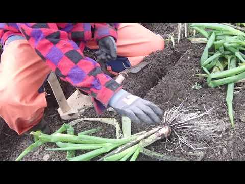 Höstplantering av piplök