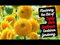 Mastering the Art of Teddy Bear Sunflower Container Gardening 🌞🌻#sunflower #gardening #youtubevideo