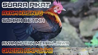 Download lagu Suara Pikat Ayam Hutan Merah Jawa, BEKIKUK/KASINTU. Suara betina dan jantan GACOR . TERBARU  AMPUH‼️ mp3