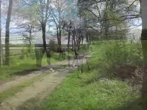 SF von Schwarzgold-SPS v. His Highness-Fabriano-Lauries Crusador