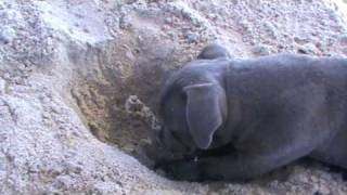 preview picture of video 'Witzend Farm- Kora the Blue Staffy pup Digging in the sand...'