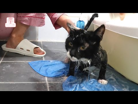 구조한 새끼 고양이 뜨끈한 목욕 후 한 행동?! 넌 사람이야