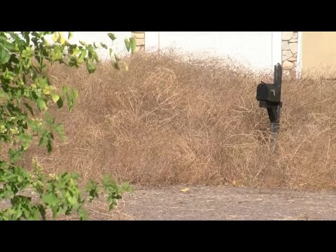Pueblo neighborhood buried in tumbleweeds