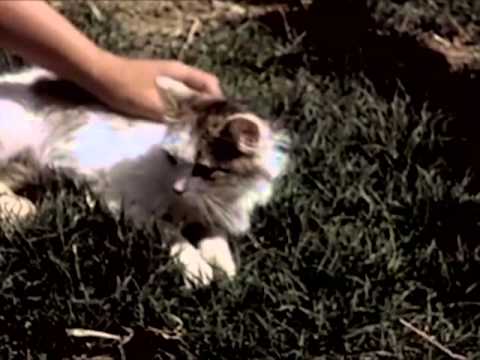 It's A Cat's Life - circa 1950 - CharlieDeanArchives / Archival Footage
