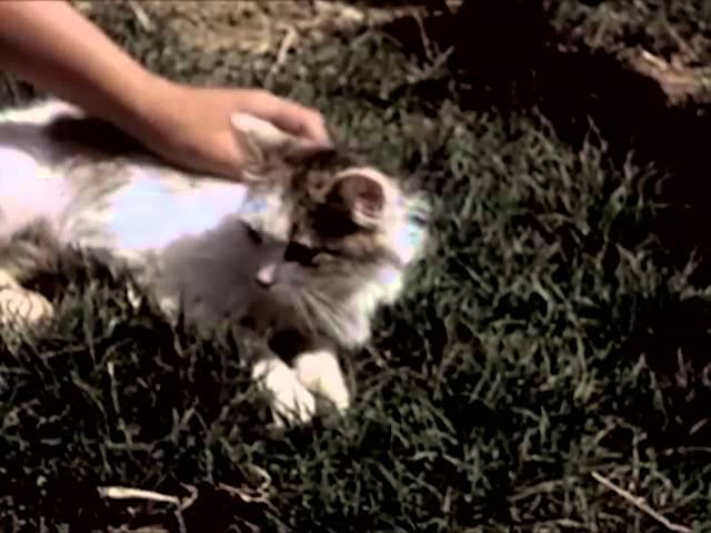 It's A Cat's Life - circa 1950 - CharlieDeanArchives / Archival Footage