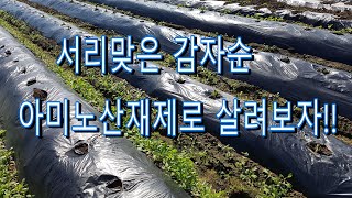 서리맞은 감자순 살리기 -아미노산으로 가능할까?