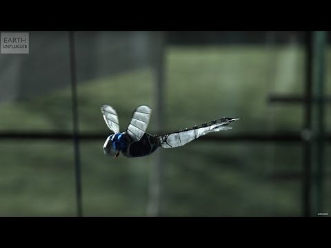 INCREDIBLE Robot Dragonfly! | BBC Earth Explore