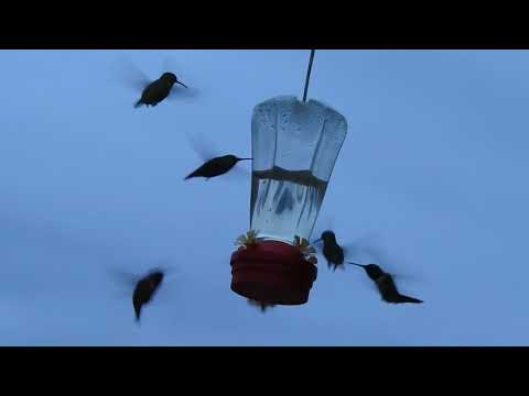 Hummingbird Feeder Morning Frenzy